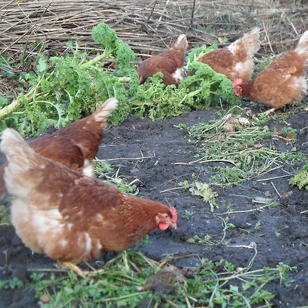 Bed & Breakfast Tvillinggaard Thy Vang (Nordjylland)