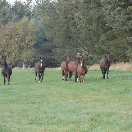 Frühstückspension Tvillinggaard Thy