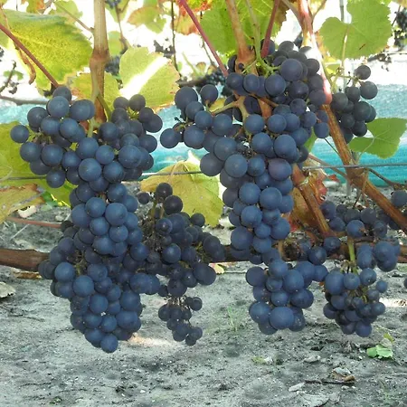 Tvillinggaard Thy Vang (Nordjylland)